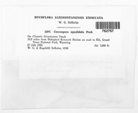 Passalora squalidula image